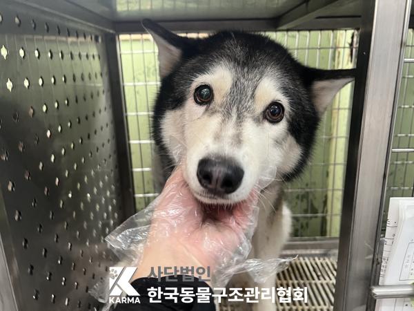 보호중 시베리안 허…